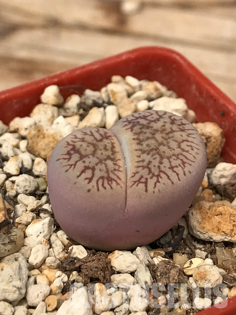SHPR6046 Lithops aucampiae subs. euniceae var. fluminalis, Hopetown district, Nortern Cape, South Africa - Image 3