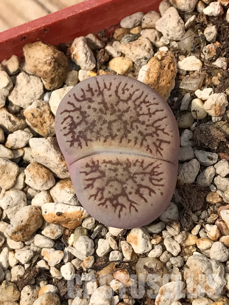 SHPR6046 Lithops aucampiae subs. euniceae var. fluminalis, Hopetown district, Nortern Cape, South Africa