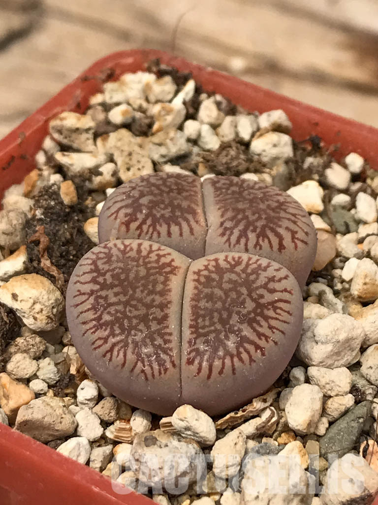 SHPR6047 Lithops aucampiae subs. euniceae var. fluminalis, two heads, Hopetown district, Nortern Cape, South Africa - Image 2
