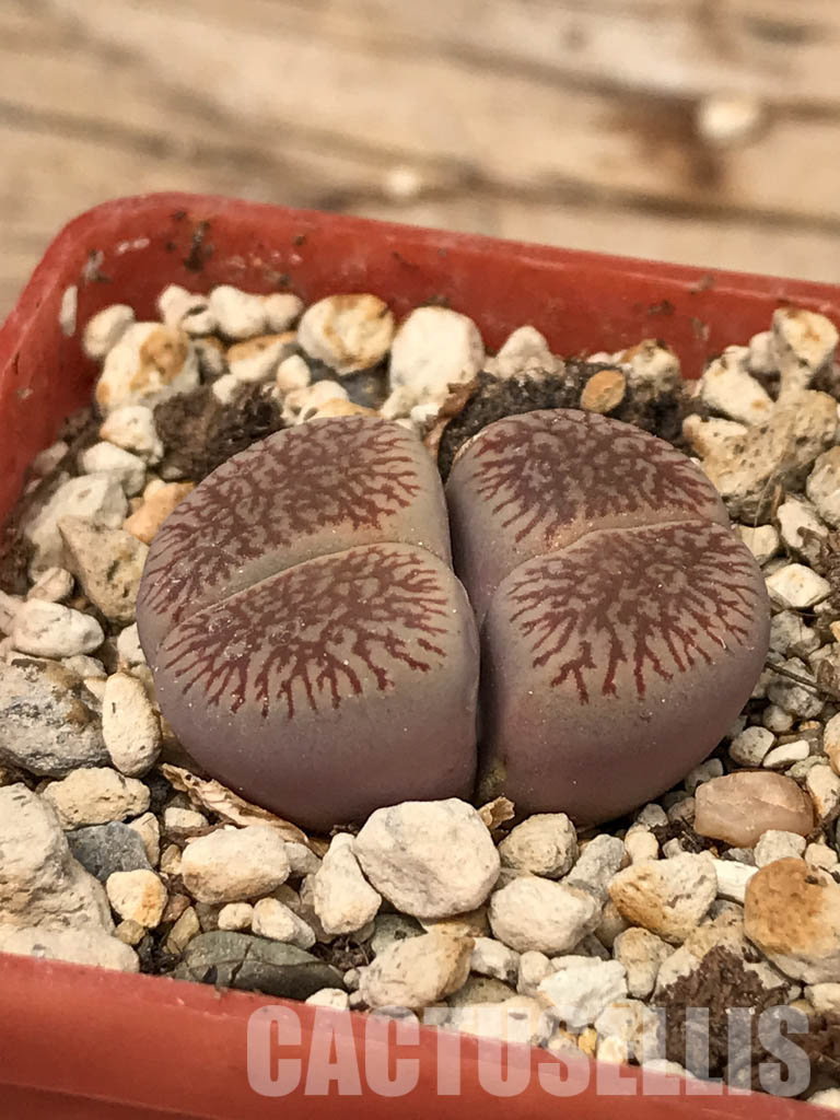 SHPR6047 Lithops aucampiae subs. euniceae var. fluminalis, two heads, Hopetown district, Nortern Cape, South Africa - Image 3