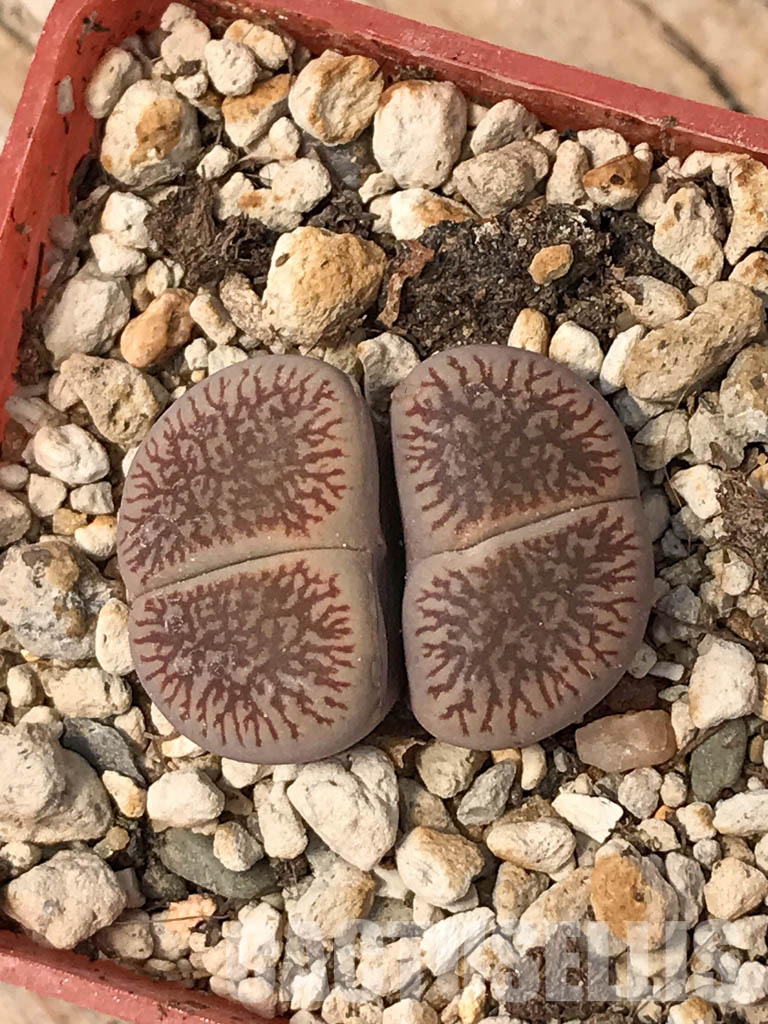 SHPR6047 Lithops aucampiae subs. euniceae var. fluminalis, two heads, Hopetown district, Nortern Cape, South Africa - Image 4