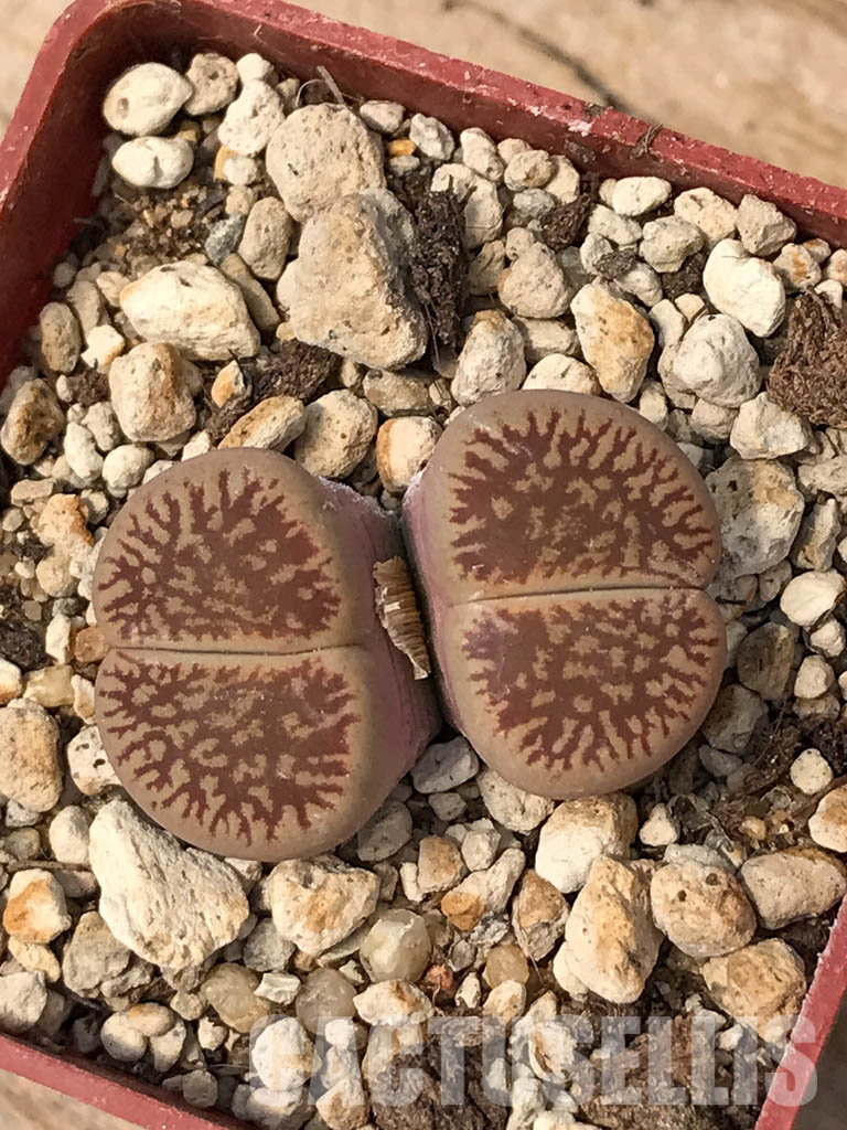 SHPR6047 Lithops aucampiae subs. euniceae var. fluminalis, two heads, Hopetown district, Nortern Cape, South Africa - Image 5