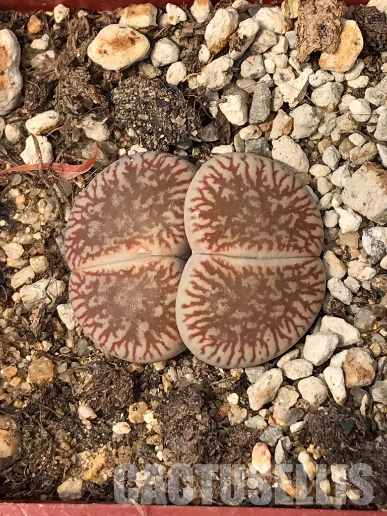 SHPR6047 Lithops aucampiae subs. euniceae var. fluminalis, two heads, Hopetown district, Nortern Cape, South Africa - Image 6