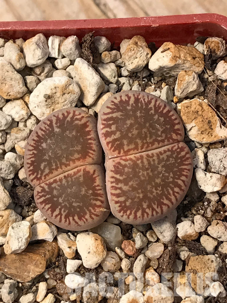 SHPR6047 Lithops aucampiae subs. euniceae var. fluminalis, two heads, Hopetown district, Nortern Cape, South Africa - Image 7