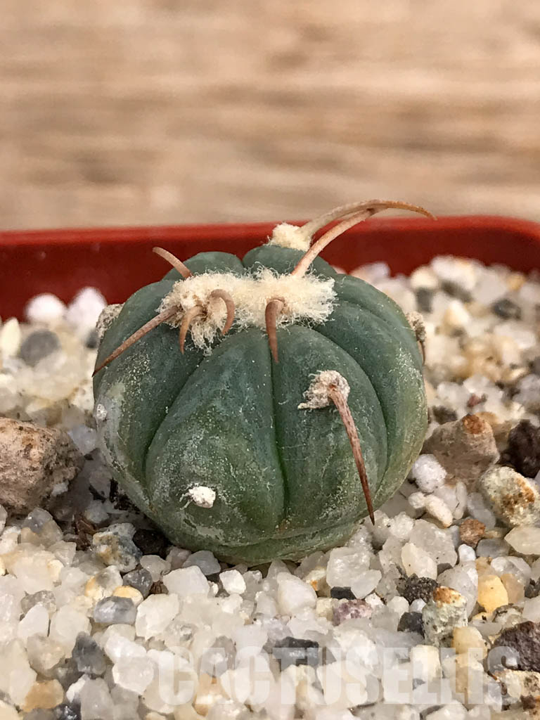 SHPR6059 Echinocactus horizonthalonius - Image 2