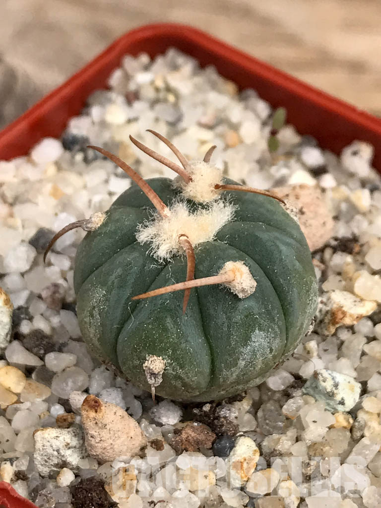 SHPR6059 Echinocactus horizonthalonius - Image 3