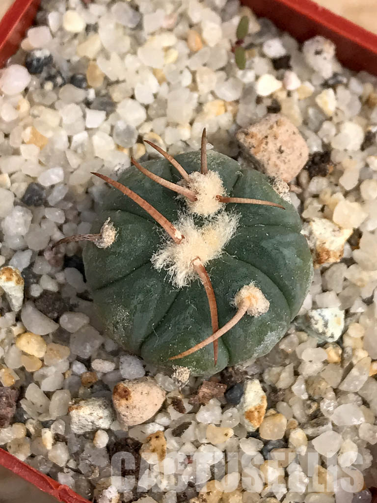 SHPR6059 Echinocactus horizonthalonius - Image 4