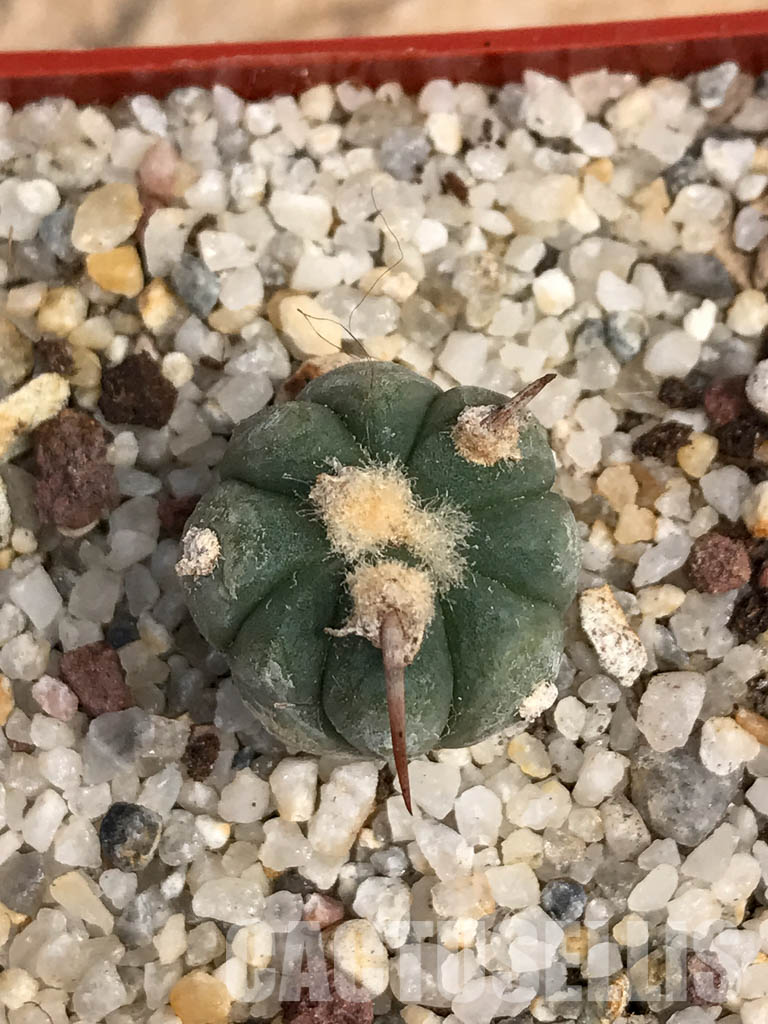 SHPR6059 Echinocactus horizonthalonius - Image 5