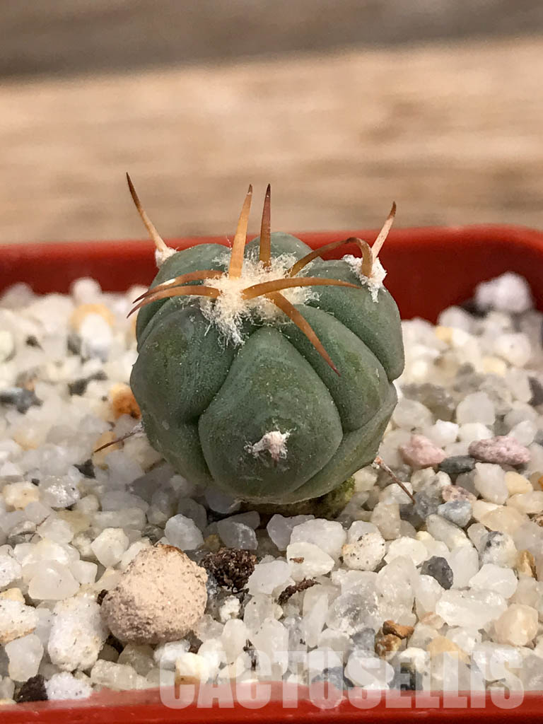 SHPR6062 Echinocactus horizonthalonius, El Sacrificio, Mexico - immagine 2