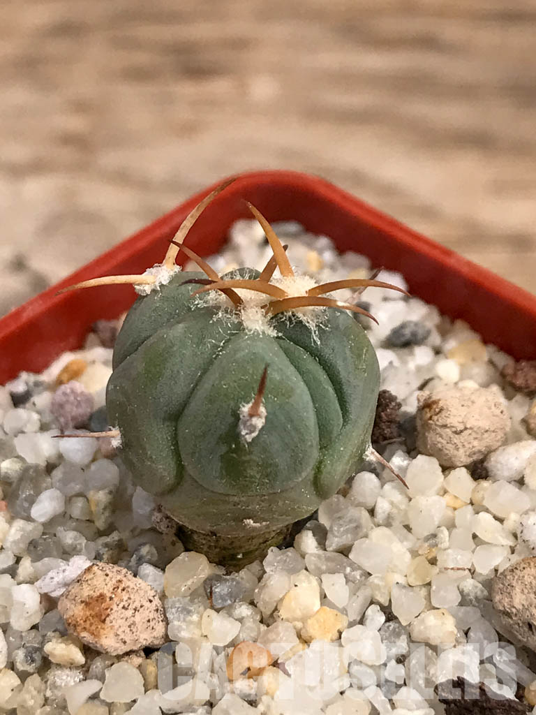 SHPR6062 Echinocactus horizonthalonius, El Sacrificio, Mexico - immagine 3