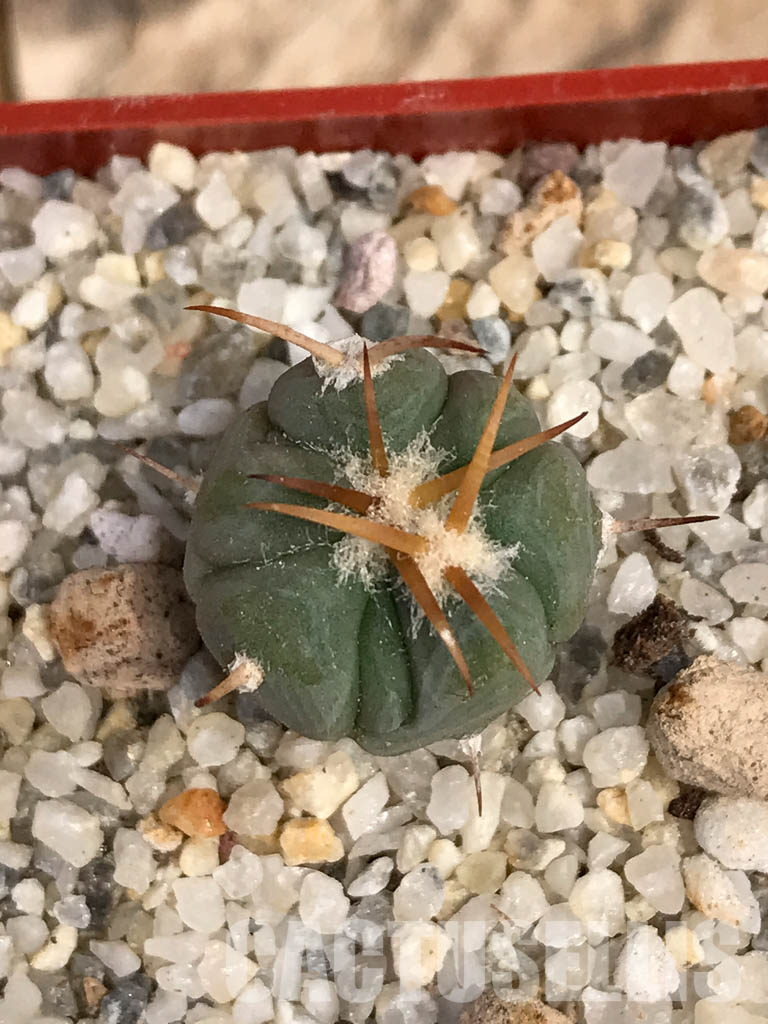 SHPR6062 Echinocactus horizonthalonius, El Sacrificio, Mexico - immagine 4