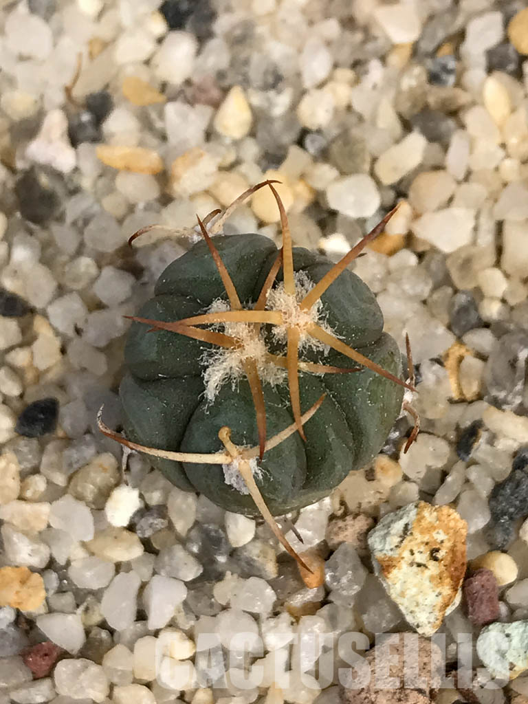 SHPR6062 Echinocactus horizonthalonius, El Sacrificio, Mexico - immagine 5