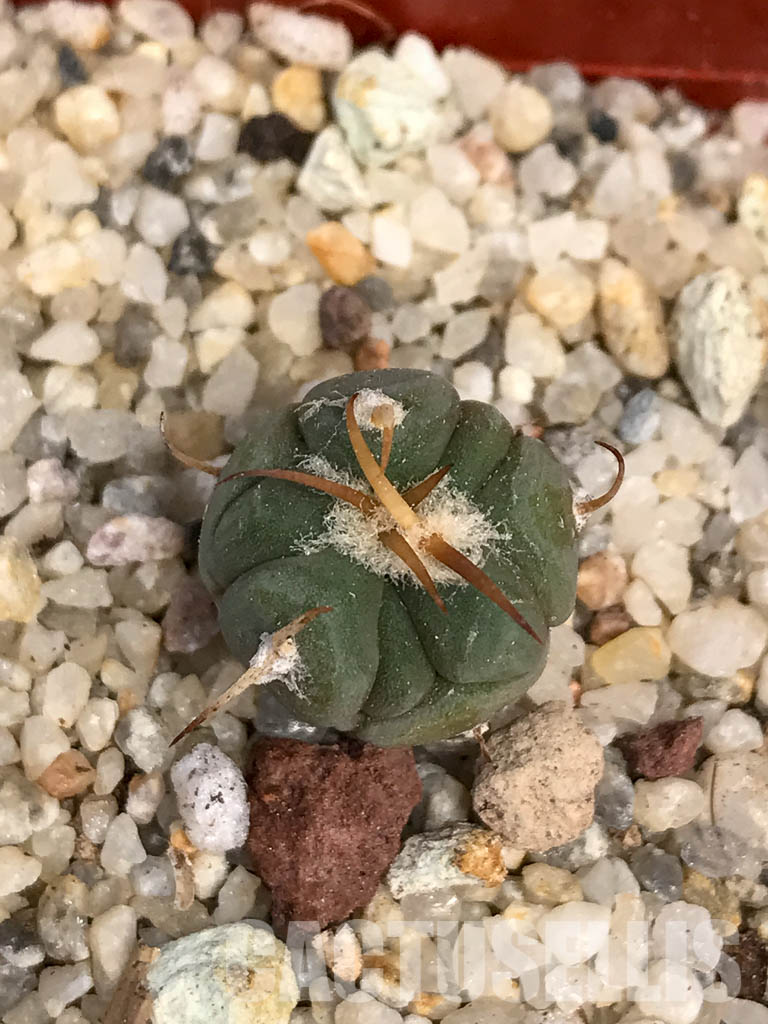 SHPR6062 Echinocactus horizonthalonius, El Sacrificio, Mexico - immagine 6