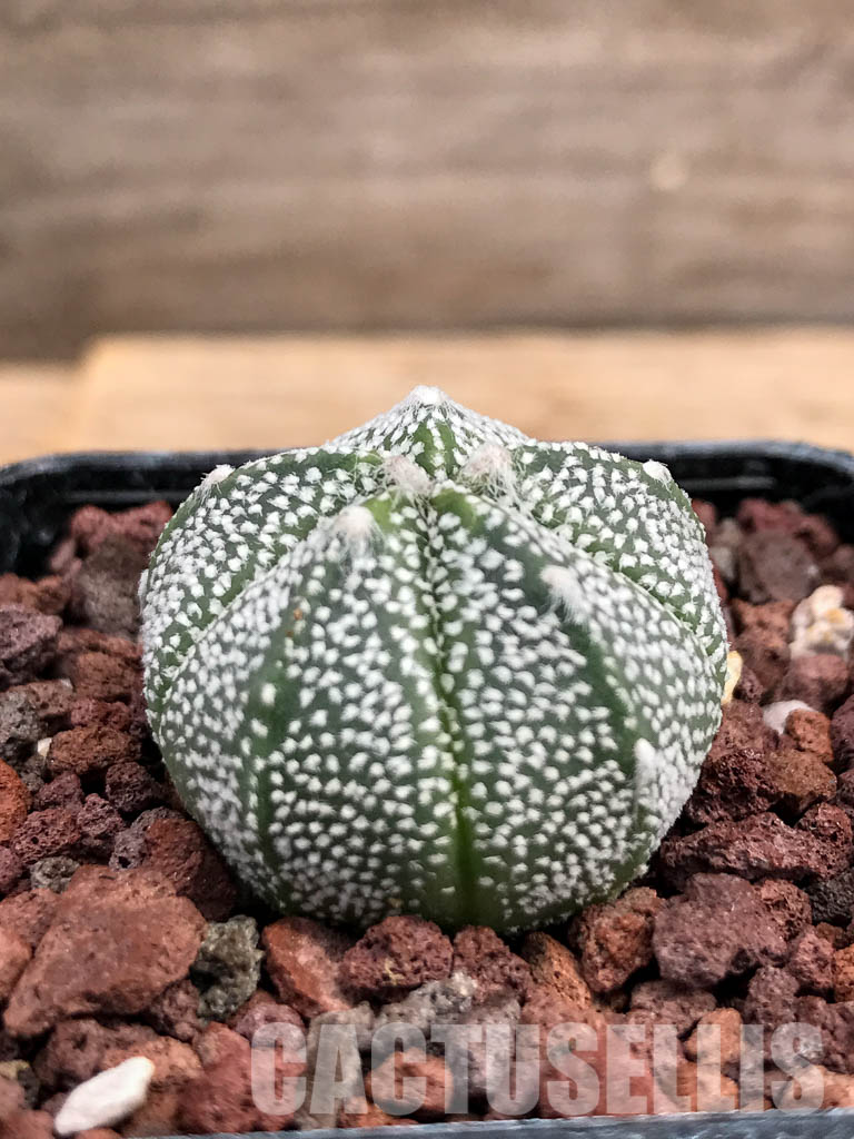 SHPR6076 Astrophytum Asterias х Myriostigma - Image 2