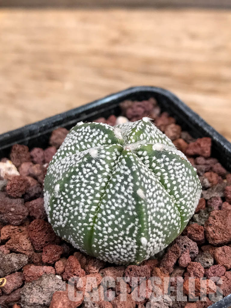 SHPR6076 Astrophytum Asterias х Myriostigma - Image 3