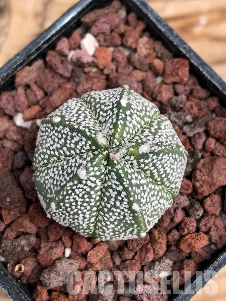 SHPR6076 Astrophytum Asterias х Myriostigma - Image 4