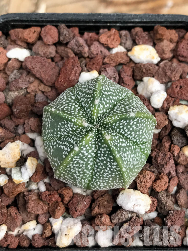 SHPR6076 Astrophytum Asterias х Myriostigma - Image 5