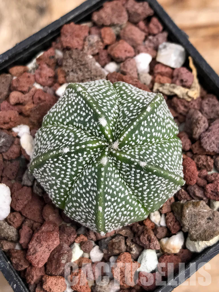SHPR6076 Astrophytum Asterias х Myriostigma - Image 6