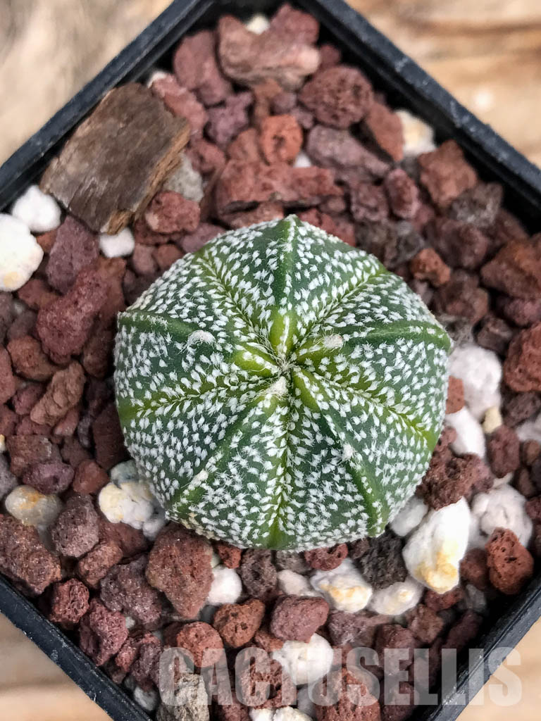 SHPR6076 Astrophytum Asterias х Myriostigma - Image 7