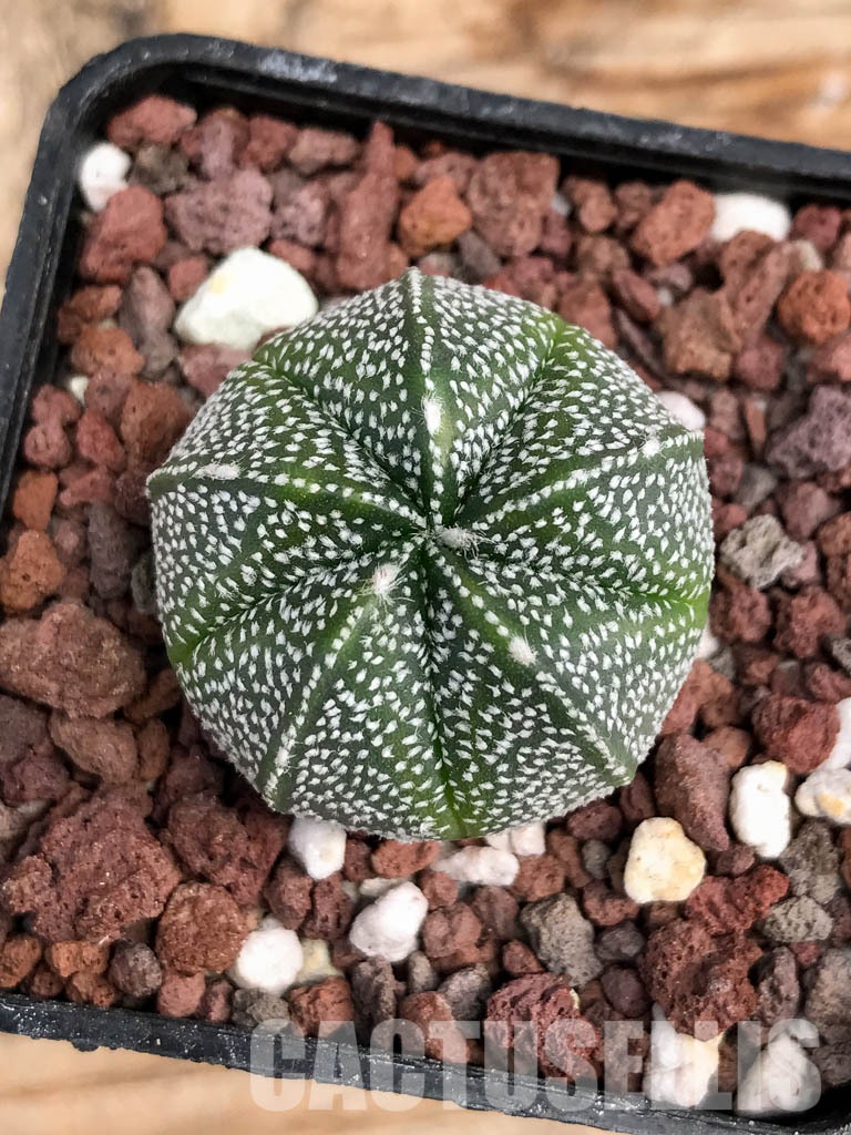 SHPR6076 Astrophytum Asterias х Myriostigma - Image 8
