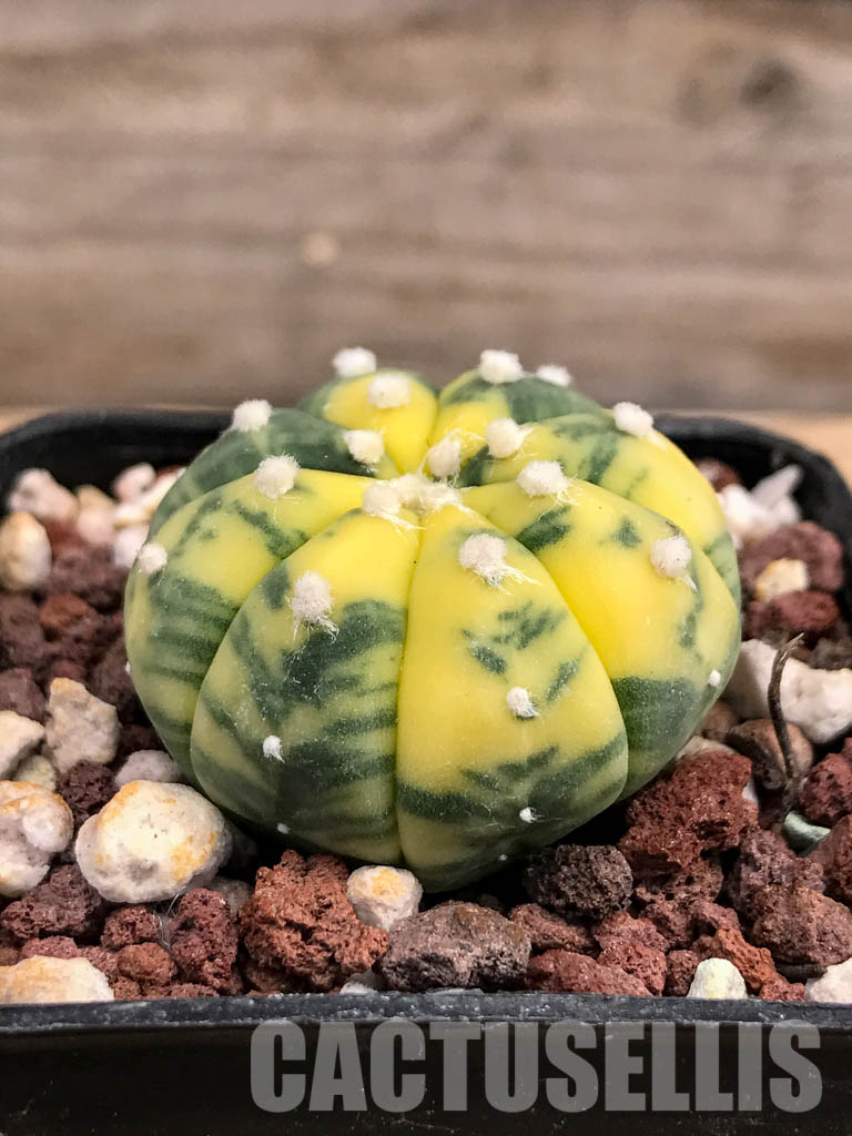 SHPR6077 Astrophytum asterias f. variegata - Image 2