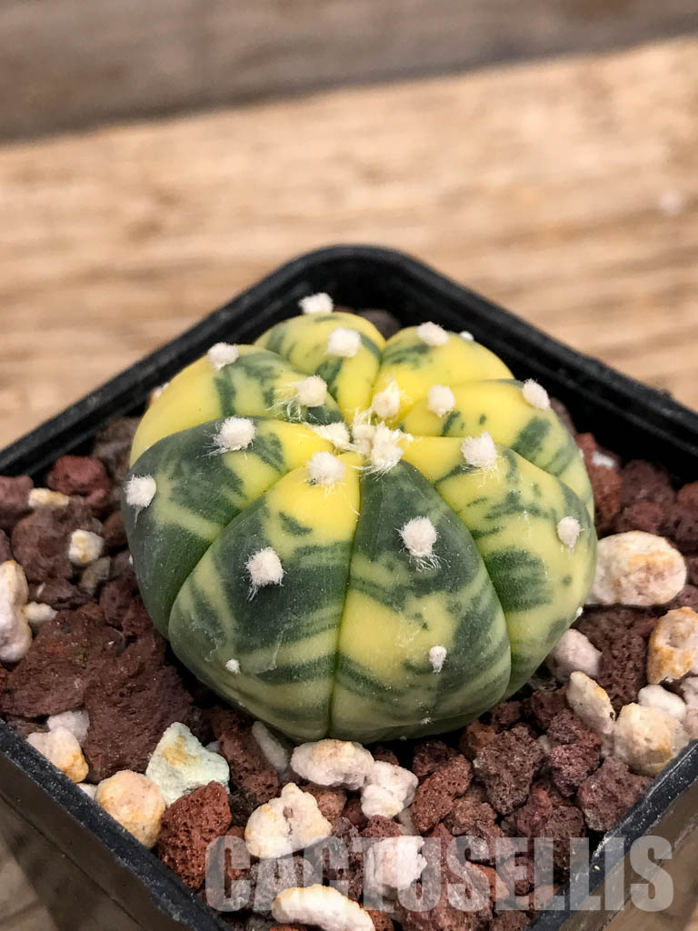 SHPR6077 Astrophytum asterias f. variegata - Image 3