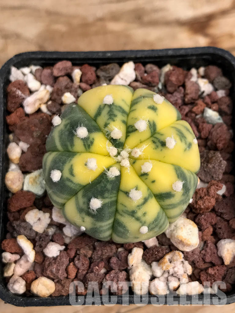 SHPR6077 Astrophytum asterias f. variegata