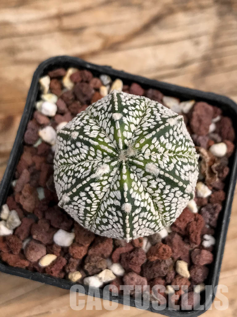 SHPR6078 Astrophytum hybrid SK-ONZ (A. asterias cv. Superkabuto x A. myriostigma cv. Onzuka) - Image 6