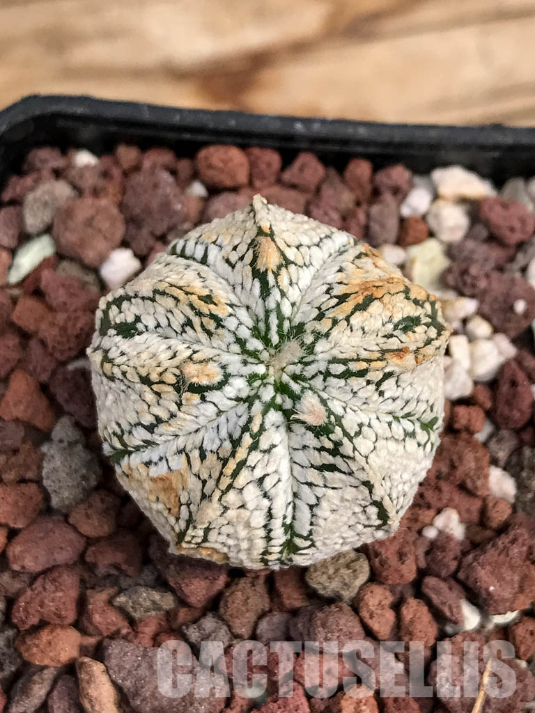 SHPR6078 Astrophytum hybrid SK-ONZ (A. asterias cv. Superkabuto x A. myriostigma cv. Onzuka) - Image 8