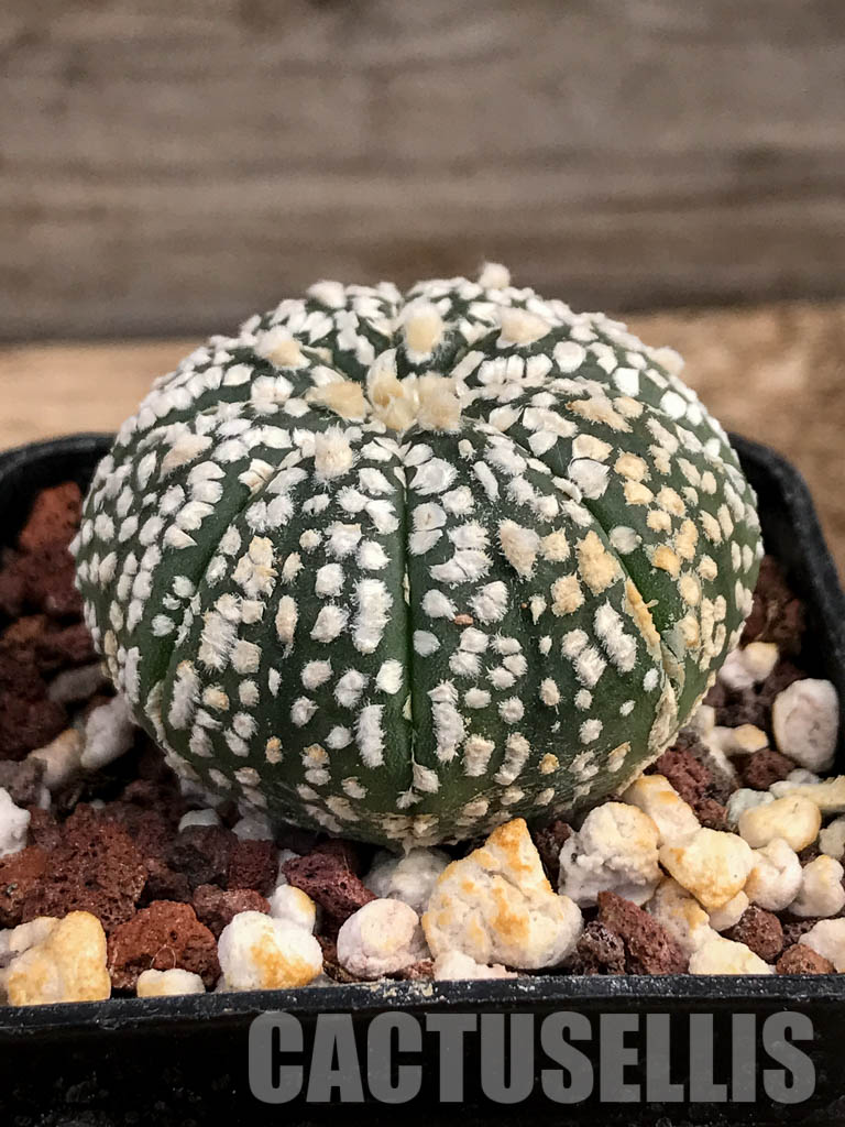 SHPR6079 Astrophytum asterias cv. Superkabuto - Image 2