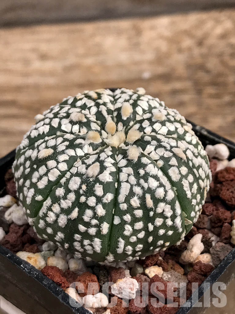 SHPR6079 Astrophytum asterias cv. Superkabuto - Image 3