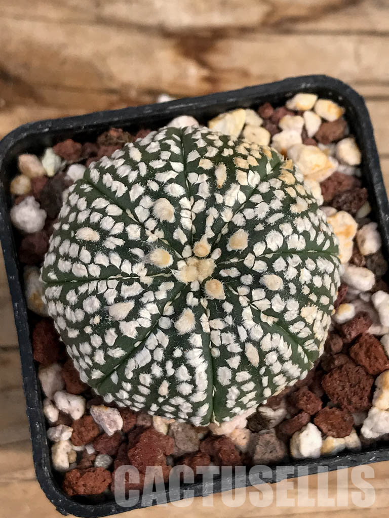 SHPR6079 Astrophytum asterias cv. Superkabuto
