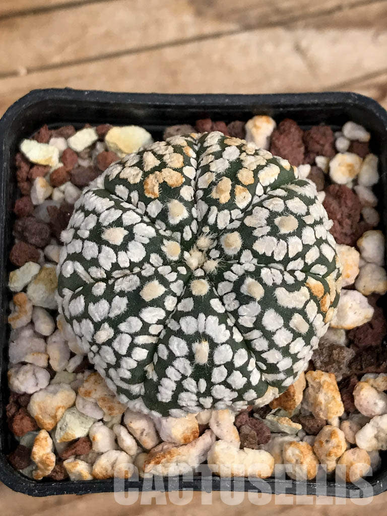 SHPR6079 Astrophytum asterias cv. Superkabuto - Image 5