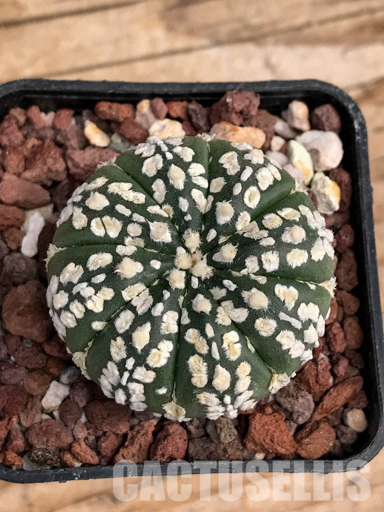 SHPR6079 Astrophytum asterias cv. Superkabuto - Image 6