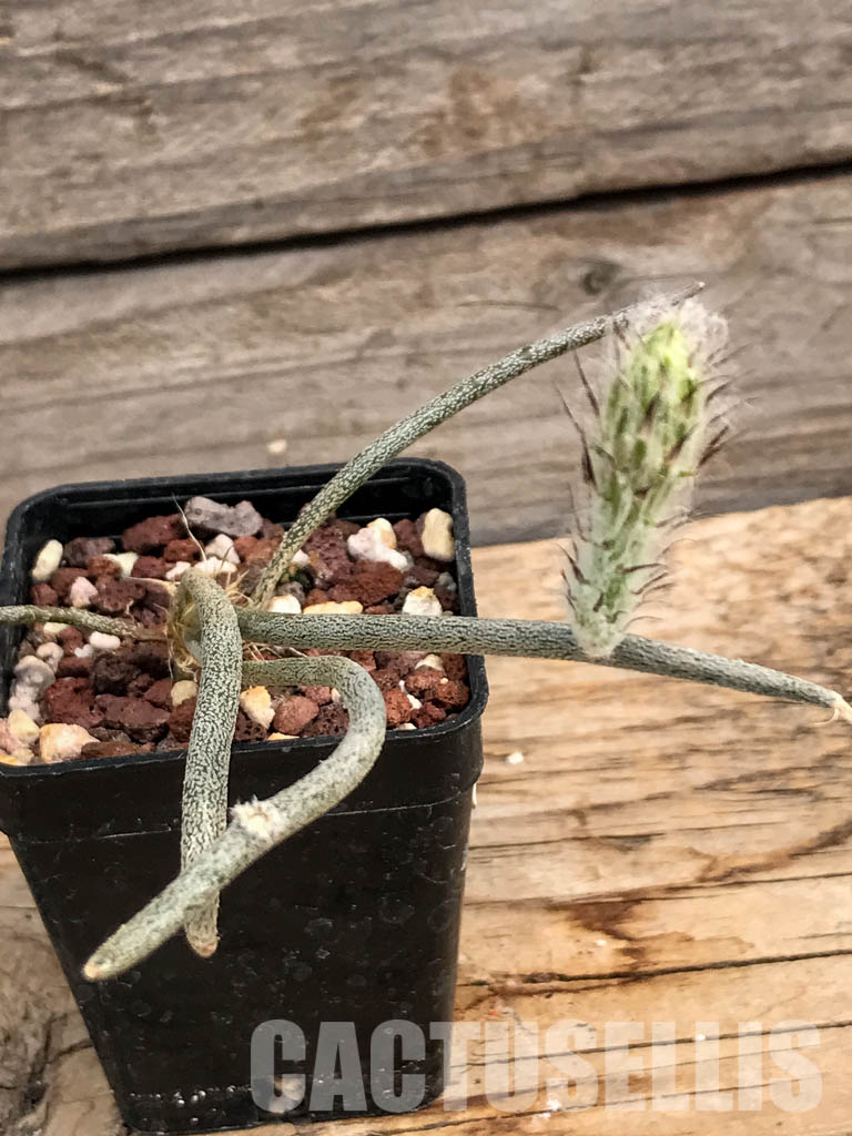 SHPR6080 Astrophytum Digitostigma caput-medusae - Image 2