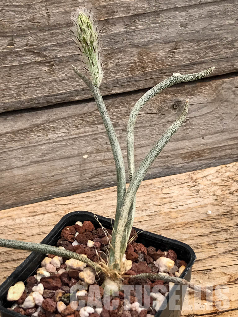 SHPR6080 Astrophytum Digitostigma caput-medusae - Image 3