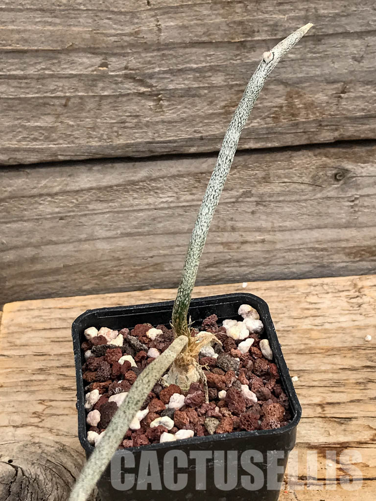 SHPR6080 Astrophytum Digitostigma caput-medusae - Image 4