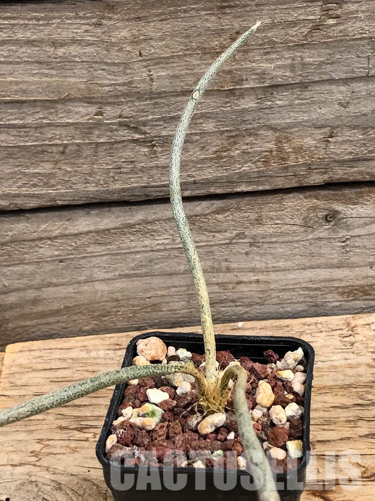 SHPR6080 Astrophytum Digitostigma caput-medusae - Image 5