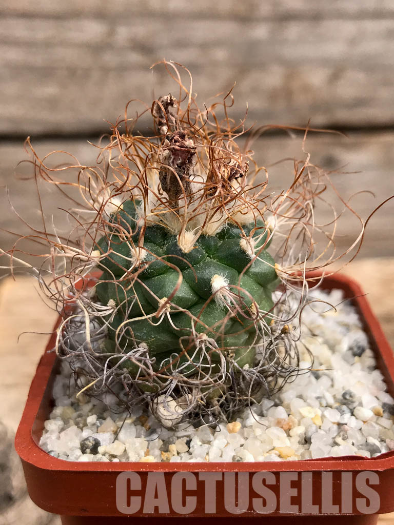 SHPR6082 Turbinicarpus pseudomacrochele, Hidalgo, Queretaro, Mexico - Image 2