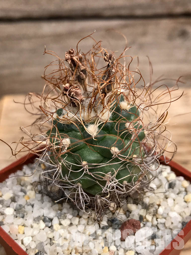 SHPR6082 Turbinicarpus pseudomacrochele, Hidalgo, Queretaro, Mexico - Image 3