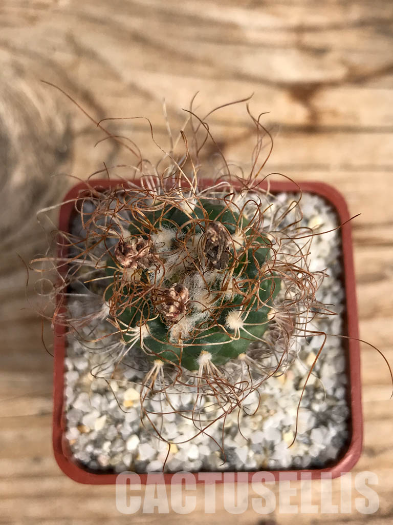 SHPR6082 Turbinicarpus pseudomacrochele, Hidalgo, Queretaro, Mexico - Image 4