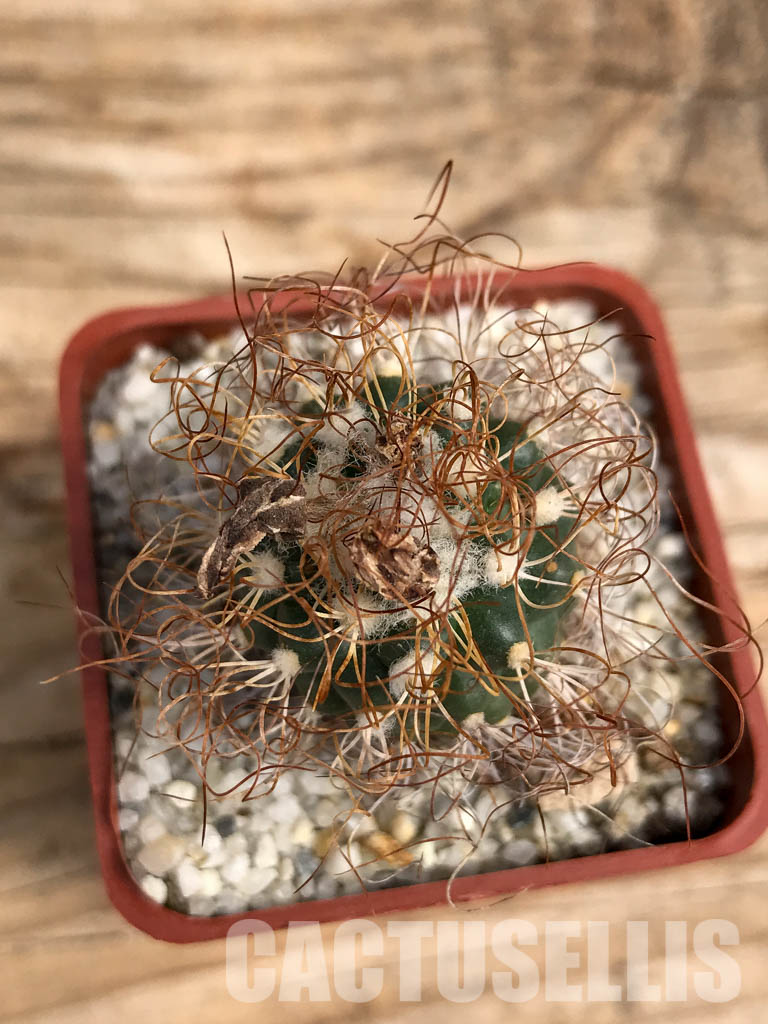 SHPR6082 Turbinicarpus pseudomacrochele, Hidalgo, Queretaro, Mexico