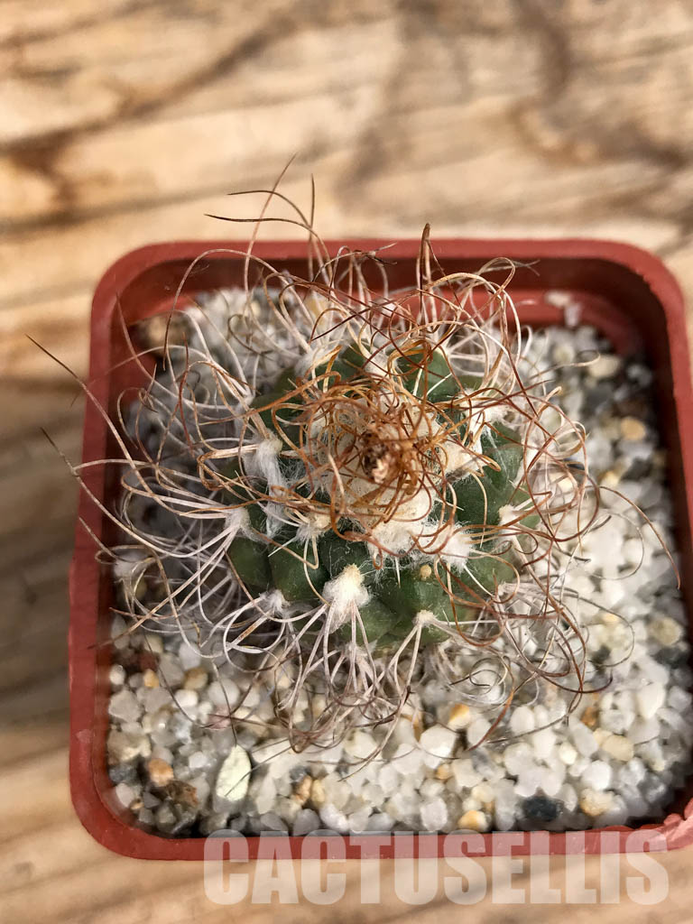 SHPR6082 Turbinicarpus pseudomacrochele, Hidalgo, Queretaro, Mexico - Image 6