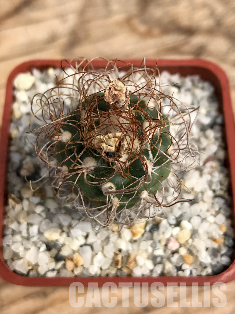 SHPR6082 Turbinicarpus pseudomacrochele, Hidalgo, Queretaro, Mexico - Image 7