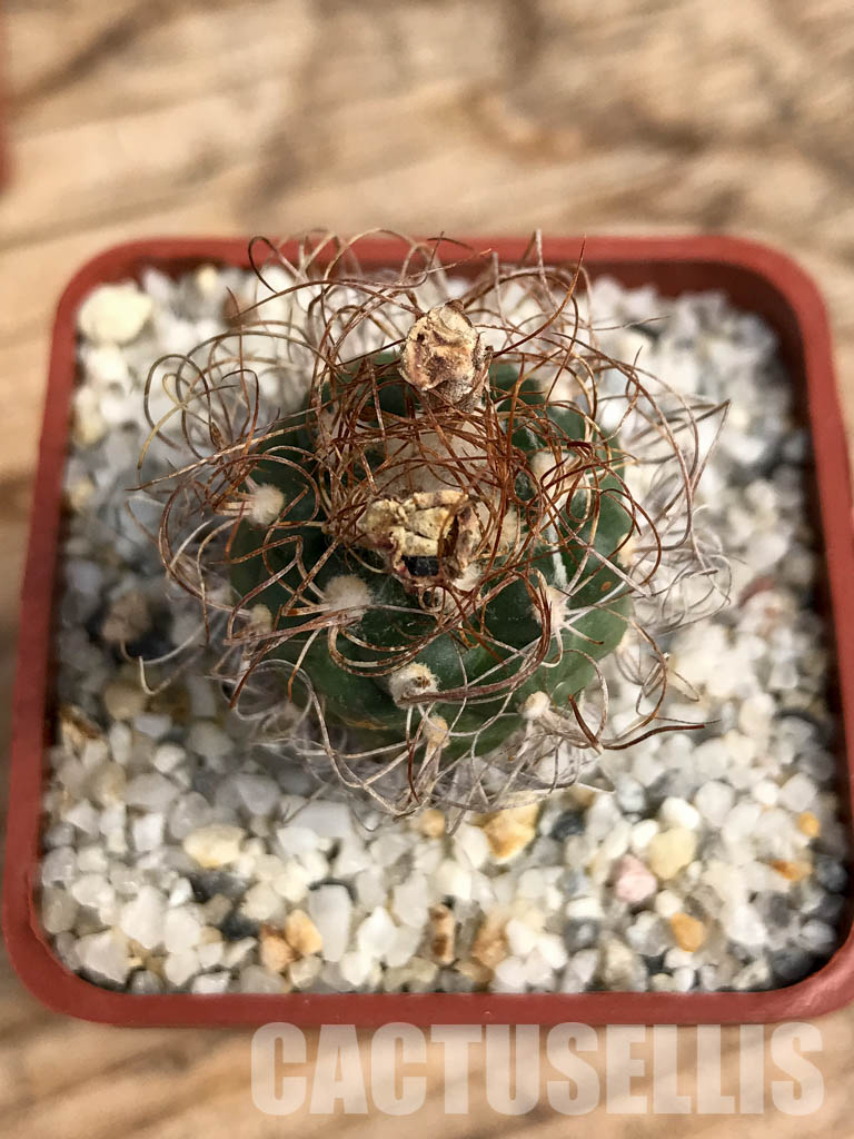 SHPR6082 Turbinicarpus pseudomacrochele, Hidalgo, Queretaro, Mexico - Image 8