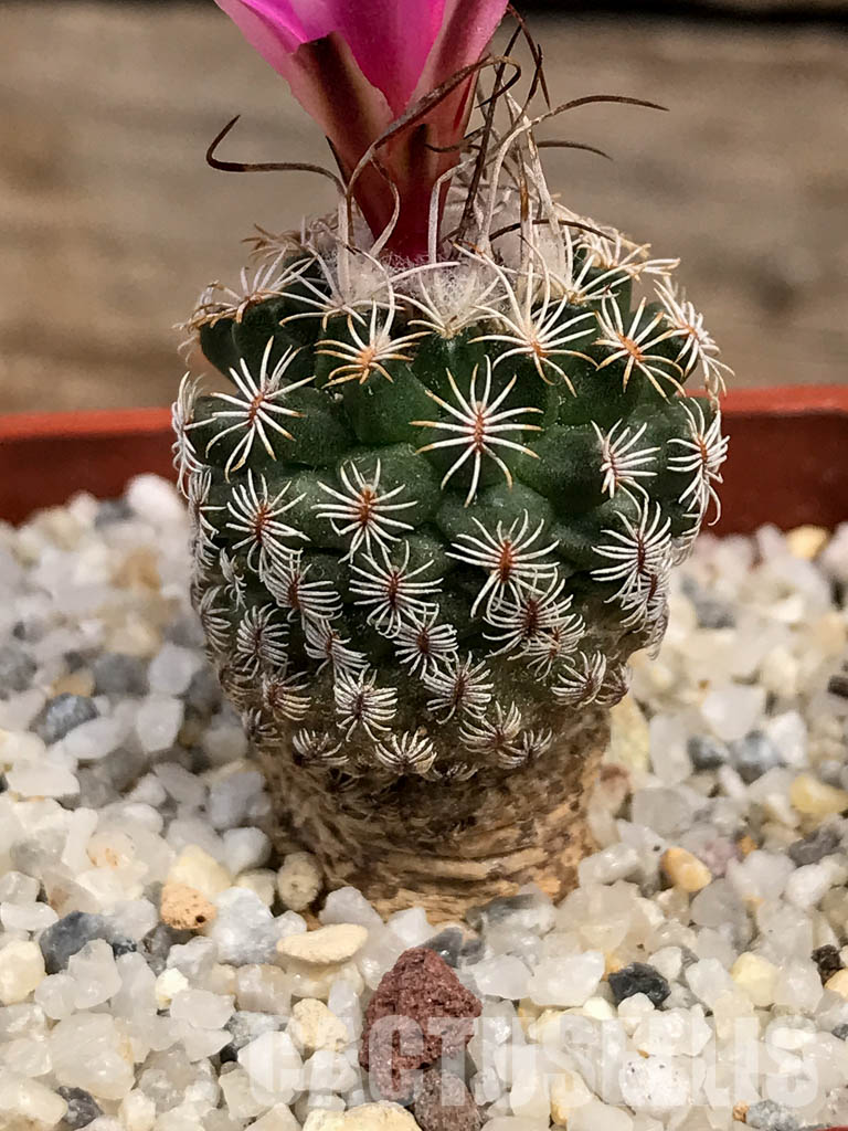 SHPR6083 Turbinicarpus krainzianus f. lausseri, Querétaro, México - Image 2