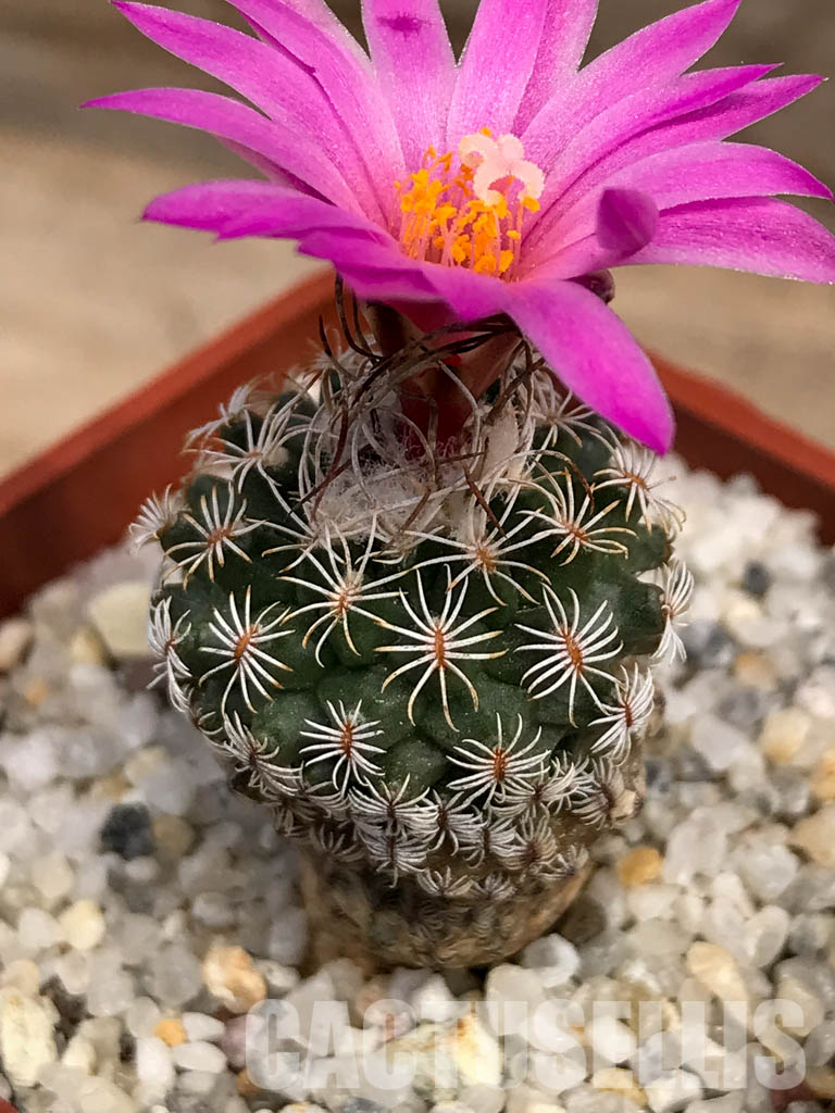 SHPR6083 Turbinicarpus krainzianus f. lausseri, Querétaro, México - Image 3