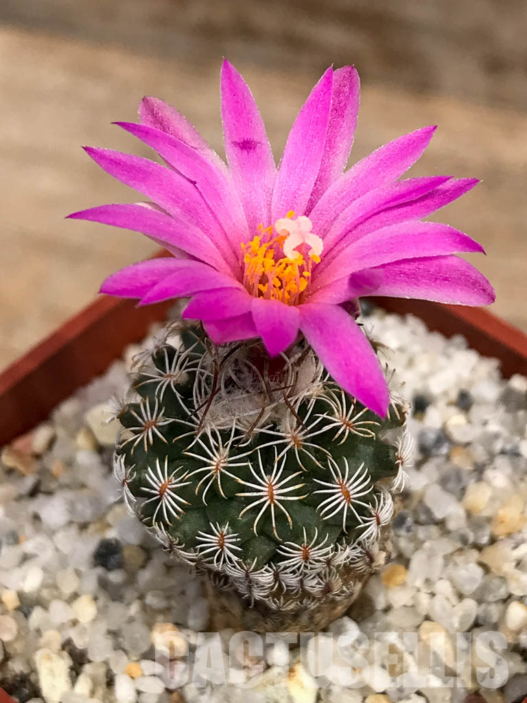 SHPR6083 Turbinicarpus krainzianus f. lausseri, Querétaro, México - Image 4