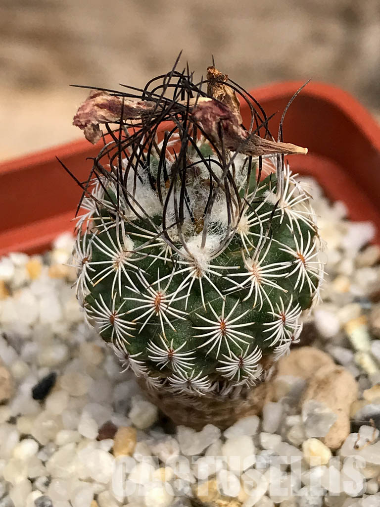 SHPR6083 Turbinicarpus krainzianus f. lausseri, Querétaro, México - Image 5