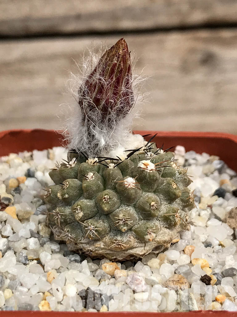 SHPR6090 Pyrrhocactus deherdtiana AW 236, Punta Huasco, 40km Caleta Sarco, Chile - immagine 2